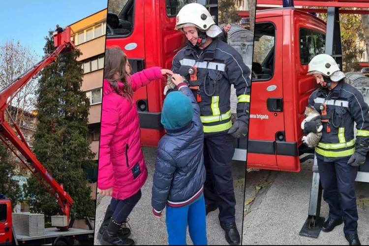 Tuzlanski vatrogasci spasili mačku, danima bila zaglavljena na drvetu