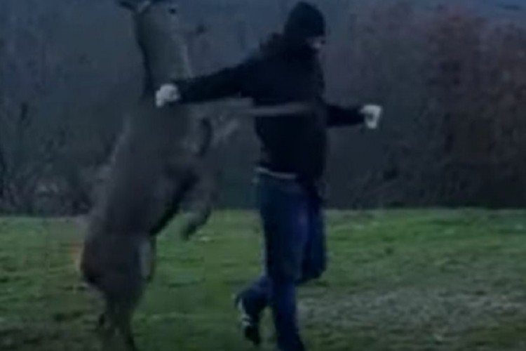 Srna "udarala" muškarca, kasnije se pomirili