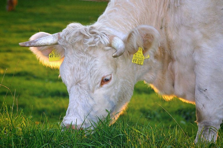 Proizvodnja mesa više utiče na klimatske promjene nego biljna hrana