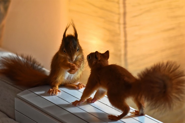 Vic dana: Vjeverice igraju fudbal