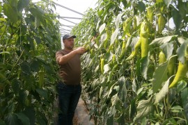 Problem plasmana proizvoda zemljoradničke zadruge Agrisan