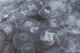 Invazija meduza na Krimu, vodu pretvorile u "bijeli žele"
