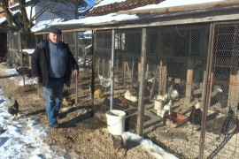 Uzgojem ukrasnih kokošaka izliječio depresiju