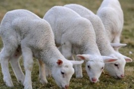 Mesar prevario stočara za jagnjad i ovna