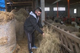 Stočar Kantarević za "Nezavisne": Ovčarstvo zaustavila pandemija