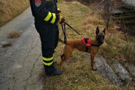 Otrovan pas koji je spašavao ljude nakon potresa u Petrinji