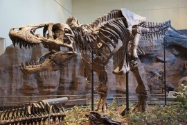 Naučnici otkrili prve ostatke embriona iz roda tiranosaurus