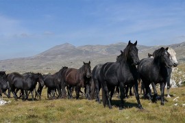 Oprezno zbog divljih konja na putu Livno-Šuica, preko Morine ...