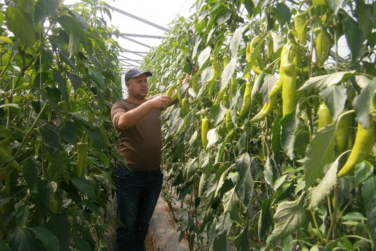 Problem plasmana proizvoda zemljoradničke zadruge Agrisan
