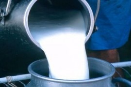 Isplate premija za mlijeko oko 10. februara