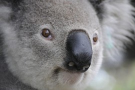 Koala izazvala lančani sudar