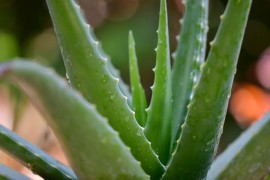 Aloe Vera: Biljka besmrtnosti