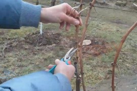 Tradicionalno orezivanje vinove loze