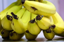 Banana, saveznik za kožu i kosu