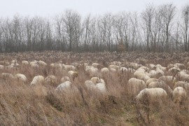 Osumnjičeni kao lažni mesar varao stočare