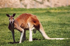 U Australiji otkrivena slika kengura stara 17.300 godina