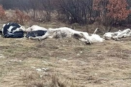 Istovarene uginule krave u blizini srpskog sela Gubin, mještani u ...