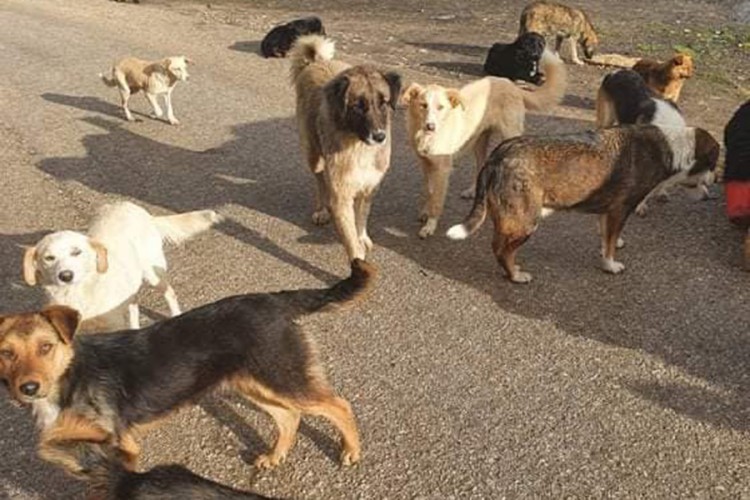 Psi lutalice u Bihaću nasrću na učenike