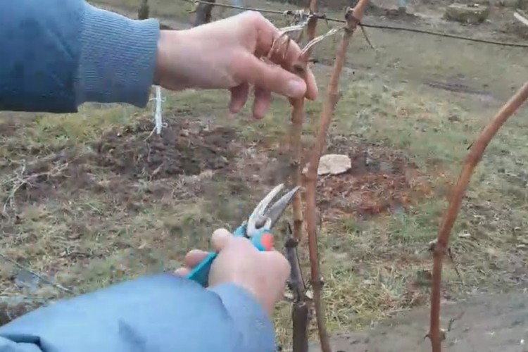 Tradicionalno orezivanje vinove loze