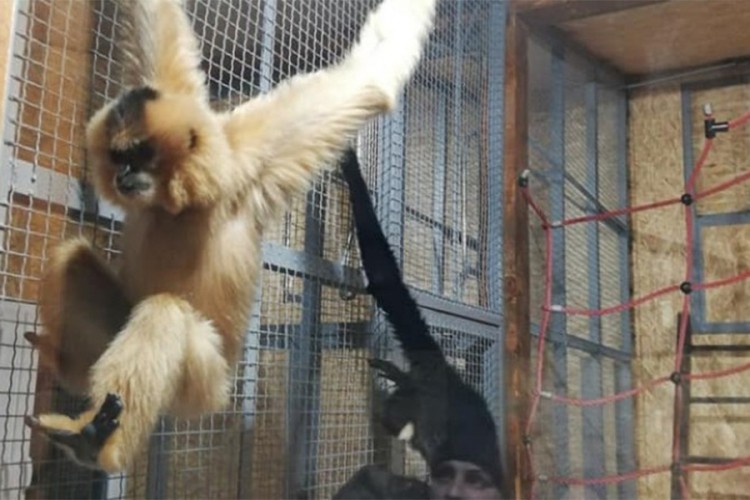 Par gibona novi stanovnici Pionirske doline i zoo vrta u Sarajevu