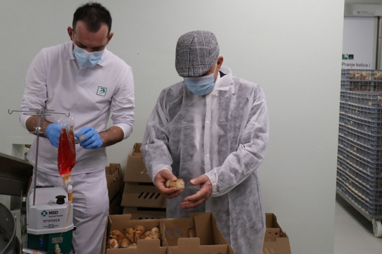 Pokrenuta savremena proizvodnja jaja i pilića u Kalesiji