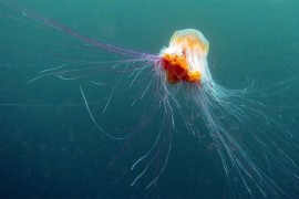 Australija: Meduza ubila čovjeka prvi put poslije 14 godina