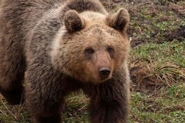 Ribolovac se susreo s medvjedom