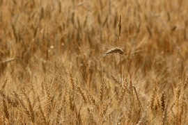 Veliki rast ruskog izvoza agroindustrijskih proizvoda uprkos sankcijama