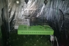 Krao struju kako bi u stanu uzgajao indijsku konoplju