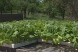 Duvanari u Semberiji odustaju od proizvodnje