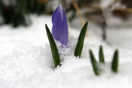 Sigurno ste čuli za ovaj izraz: Da li znate ko je bila baba Marta?