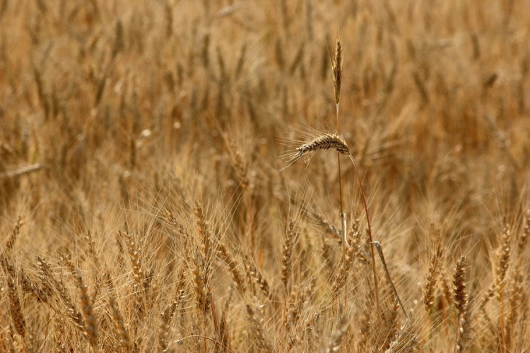 Veliki rast ruskog izvoza agroindustrijskih proizvoda uprkos sankcijama
