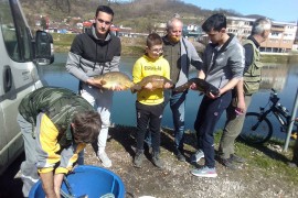 Poribljena Sana, pušteno 300 kg šarana