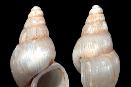 Vrsta slatkovodnog puža u Crnoj Gori nazvana po Novaku Đokoviću