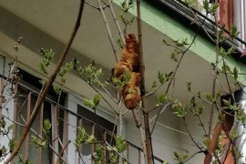 Prijavili da ih sa drveta vreba "opasno stvorenje"