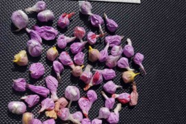 Velika akcija u Brčkom: 19 uhapšenih, zaplijenjeni droga, novac i ...