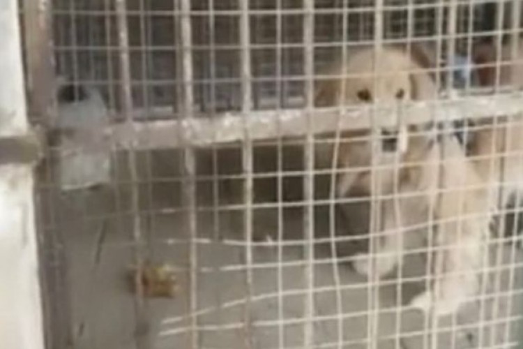 Zoološki vrt lava zamijenio zlatnim retriverom