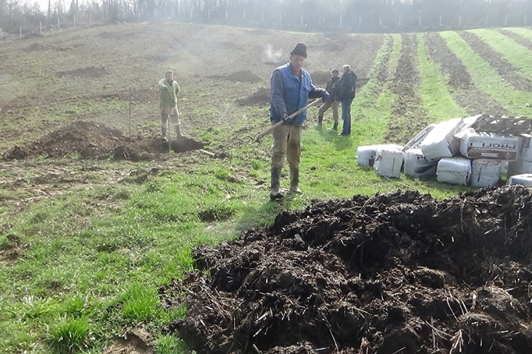 Podignuta plantaža pitomog kestena u Velikoj Kladuši