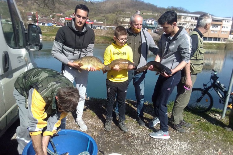 Poribljena Sana, pušteno 300 kg šarana