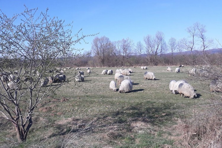 Udruženje poljoprivrednika Sanski Most traži zabranu nomadske ispaše