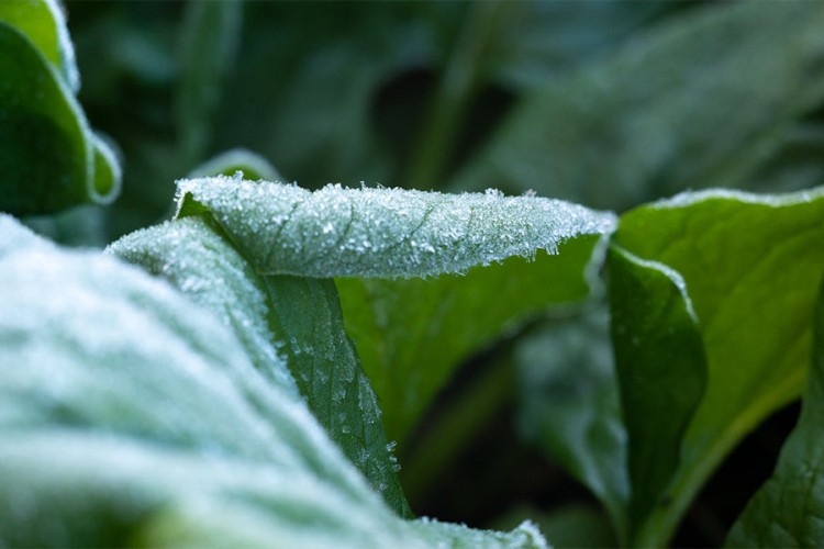 Niske temperature nanijele štetu i povrtarima u RS: Mraz smrzao povrće