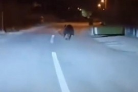LU "Zmijanje" osudilo snimanje uplašenog medvjeda