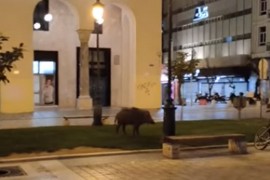 Divlja svinja prošetala centrom Soluna