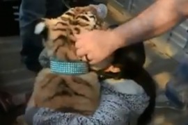 Tigar koji je lutao ulicama Hjustona završio u policiji