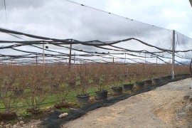 Borovnica iz Bihaća osvaja domaće tržište