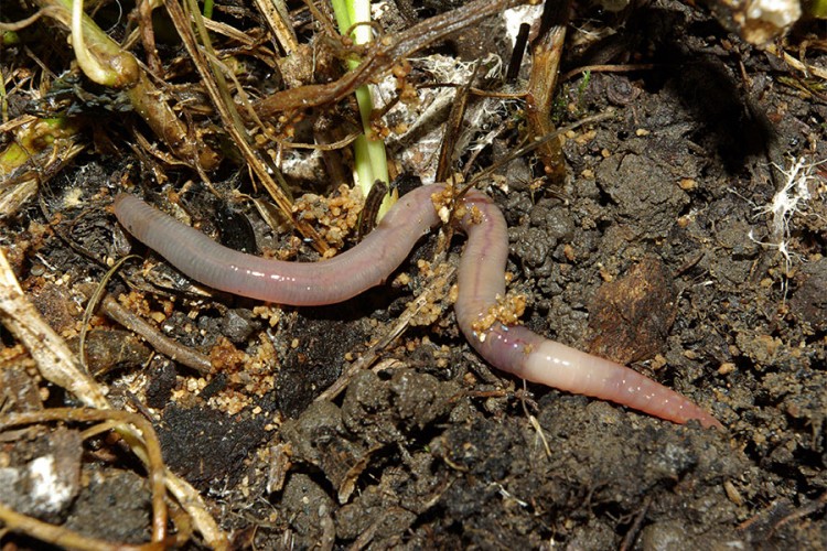 Analiza štetnosti pesticida uznemirila naučnike: Podaci su alarmantni