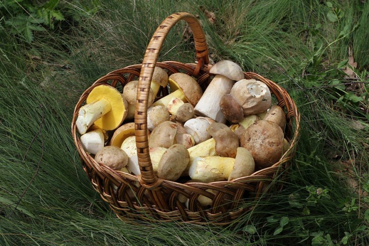 Povećana količina gljiva koju stanovnici mogu ponijeti iz šume