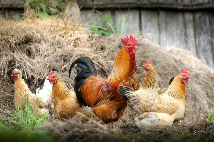 Preporuka zdravstvenih vlasti SAD nasmijala mnoge: Ne ljubite kokoši