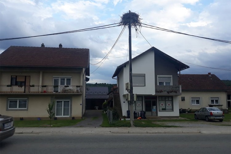 Rode svile gnijezdo u centru Oštre Luke