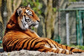 Uhapšen nakon 20 godina zbog ubistva 70 bengalskih tigrova